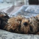 강서하이동물병원 이미지