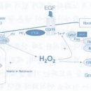 활성 산소종(ROS : Reactive Oxygen Species) 이미지