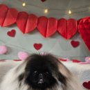 메종VIP203 이미지