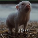 샬롯의 거미줄 이미지