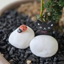 남사-19 | 용인 남사화훼단지 추천 국가대표플라워 식물병원 마오리 소포라 구매리뷰 (전국유일도매가게)