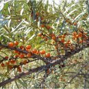 비타민 숲 이미지