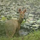 절터 고라니 (water deer) 이미지