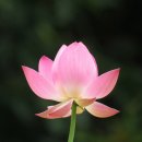 양산 통도사 창녕포교당 산신도 | 가야될 전통사찰 / 기타 사찰 불교문화재 등