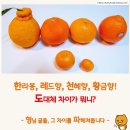 레드향 이미지