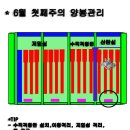 2018년 6월 첫째주의 양봉관리(신왕양성,잡꿀채밀,신소비만들기,인공분봉,산란성일벌처리,병충해예방,도봉방지,분봉실패군처리 ) 이미지