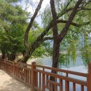 꿀참나무 이미지