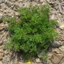 건강드림 약국 | 약국 전용 건강기능식품 &lt;휴베이스 밸런스:간건강&gt; 솔직 후기 &amp; 성분 분석