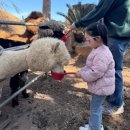 파더스김밥&카페 | 첫째와 함께하는 제주 태교여행 4박5일 (Day 1,2)