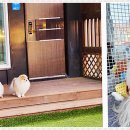 딩동댕애견스파풀빌라 이미지