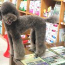 펫시스터즈 이미지