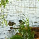 DUCK DUCK GOOSE 이미지