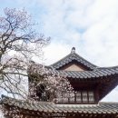 조선왕가(주) | 서울 봄나들이 덕수궁 석조전 수양벚꽃 석어당 살구꽃 실시간 꽃구경 후기