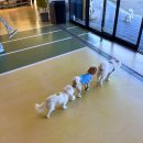 개들랜드 이미지