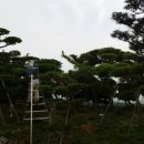 천일조경