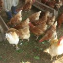 닭 사육 시설 규모와 간이 사육시설 이미지