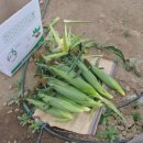 초당농장 이미지