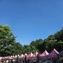 오산 고인돌공원 장미 주차정보와 만개시기 맞춰 다녀온 후기