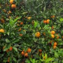 귤림추색 이미지