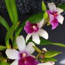 밀토니아(miltonia)