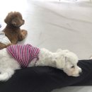 망고네 펫 살롱 이미지