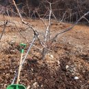 오봉농장 이미지