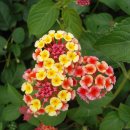 나무향기펜션 이미지