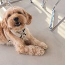 마이펫가든 이미지