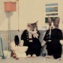 불량고양이