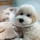 성락주유소앞 사거리 이미지