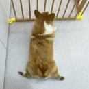 어서와 댕댕아 이미지