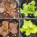 솔마1로 이미지