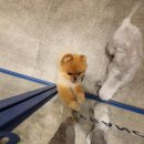 프랑소와펫 신세계대전점 | 대전 신세계백화점 프랑소와펫 포메라니안 곰돌이컷 베들링턴 점프수트 커트 반려견 미용 후기 콩비지 일상