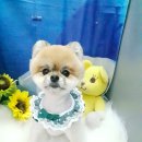 초코퍼피 애견미용실 이미지