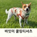 쿨한 강아지 | 강아지쿨티 추천 바잇미 버그쉴드 쿨베스트 후기