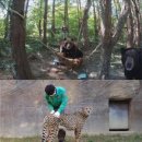 맹수 농장 이미지