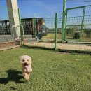 메이저 애견훈련학교 이미지