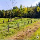 원수산MTB공원 | &#34;자전거 쫄보도 가도 되나요?&#34; 세종 원수산MTB공원 방문기 (ft. BMX 경기장의 압도감)