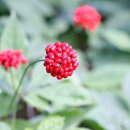 홍순농장 이미지