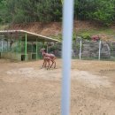 휘바핀란드위드플레이정글