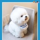 털찐강아지 이미지