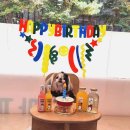 미미까까 이미지