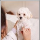 아담동물병원 이미지