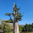 생명나무가꾸는사랑의한의원 | 만한 곳 | 베어트리파크 25년 가을 단풍 축제 방문 후기 (로뎅 생각하는사람 진품, 분재천국, 조경 끝판왕)