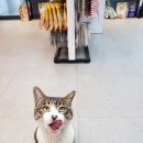 첼리노