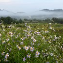 들꽃피는 이미지