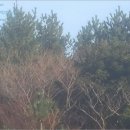 중문동-14 네이버블로그