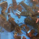 왜관ic실내바다낚시터 이미지