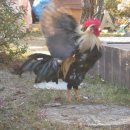 삼구농장 이미지