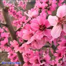 ▣ 영덕:- 복숭아꽃 축제 &amp; 옥계게곡+학소대계곡(비박) 강구항 이미지